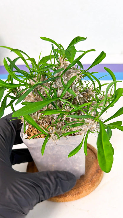 Euphorb Genoudiana (7) | imported Plants
