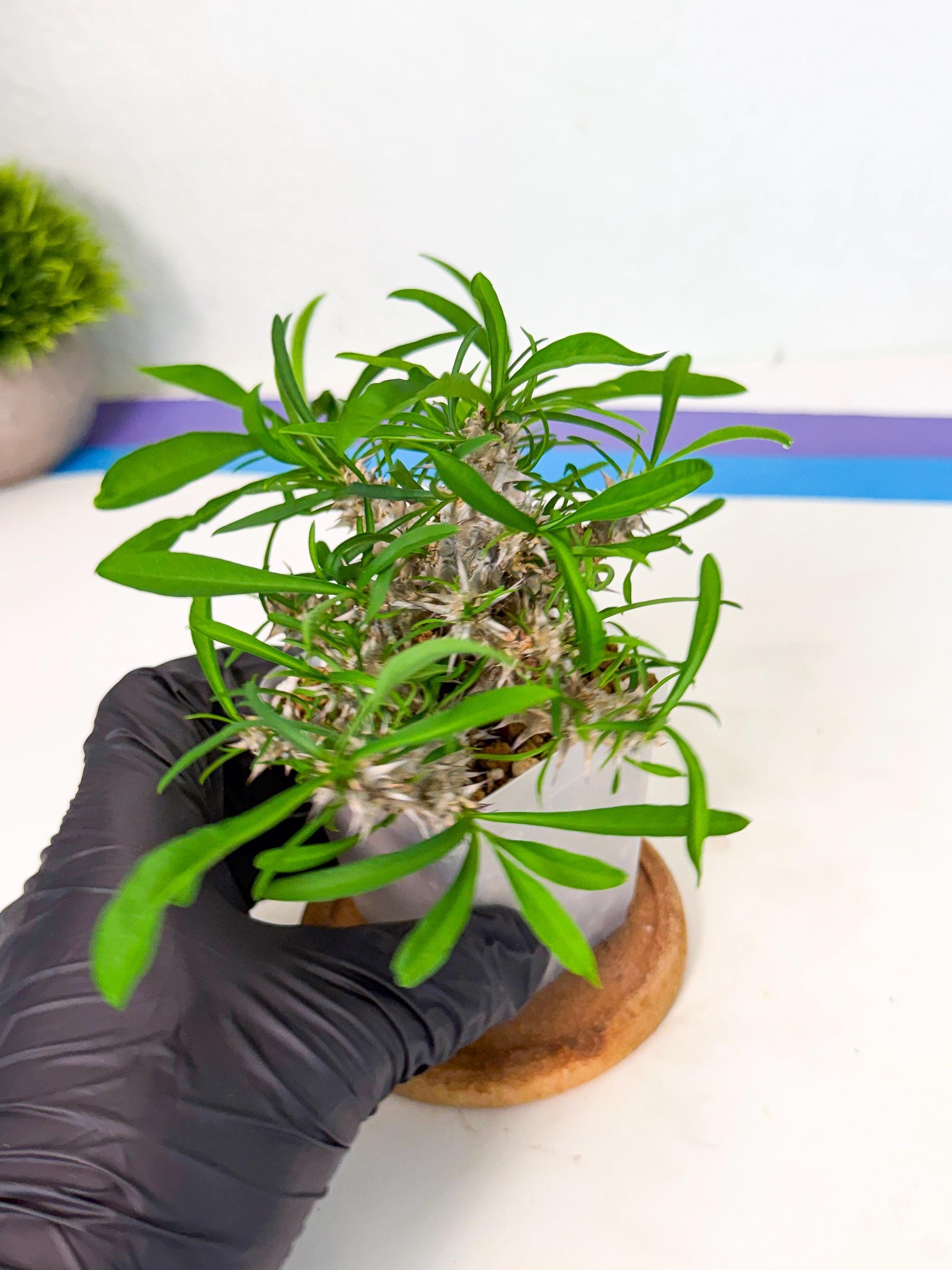 Euphorb Genoudiana (7) | imported Plants