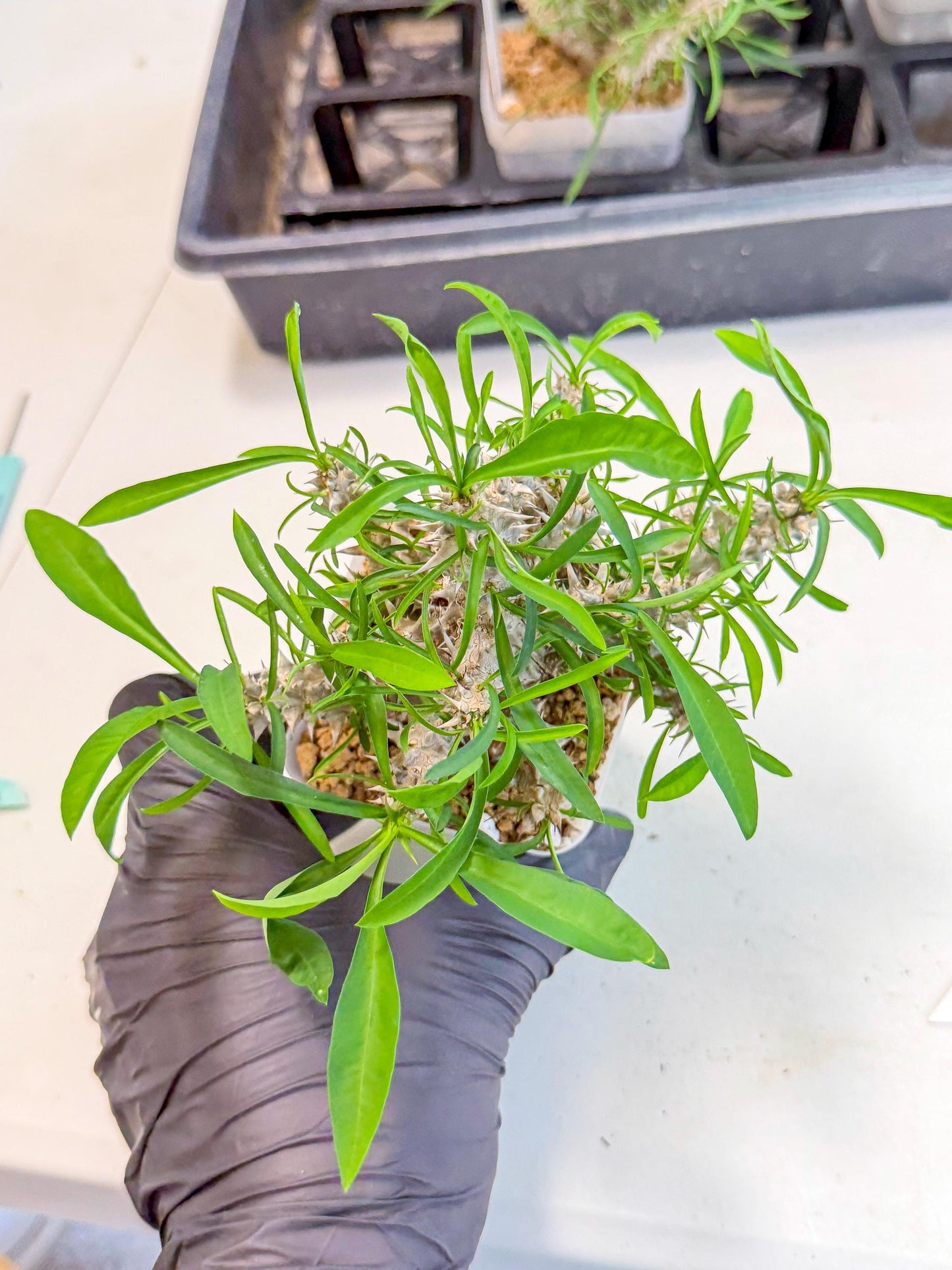 Euphorb Genoudiana (7) | imported Plants