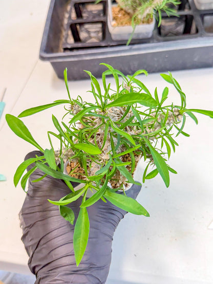 Euphorb Genoudiana (7) | imported Plants