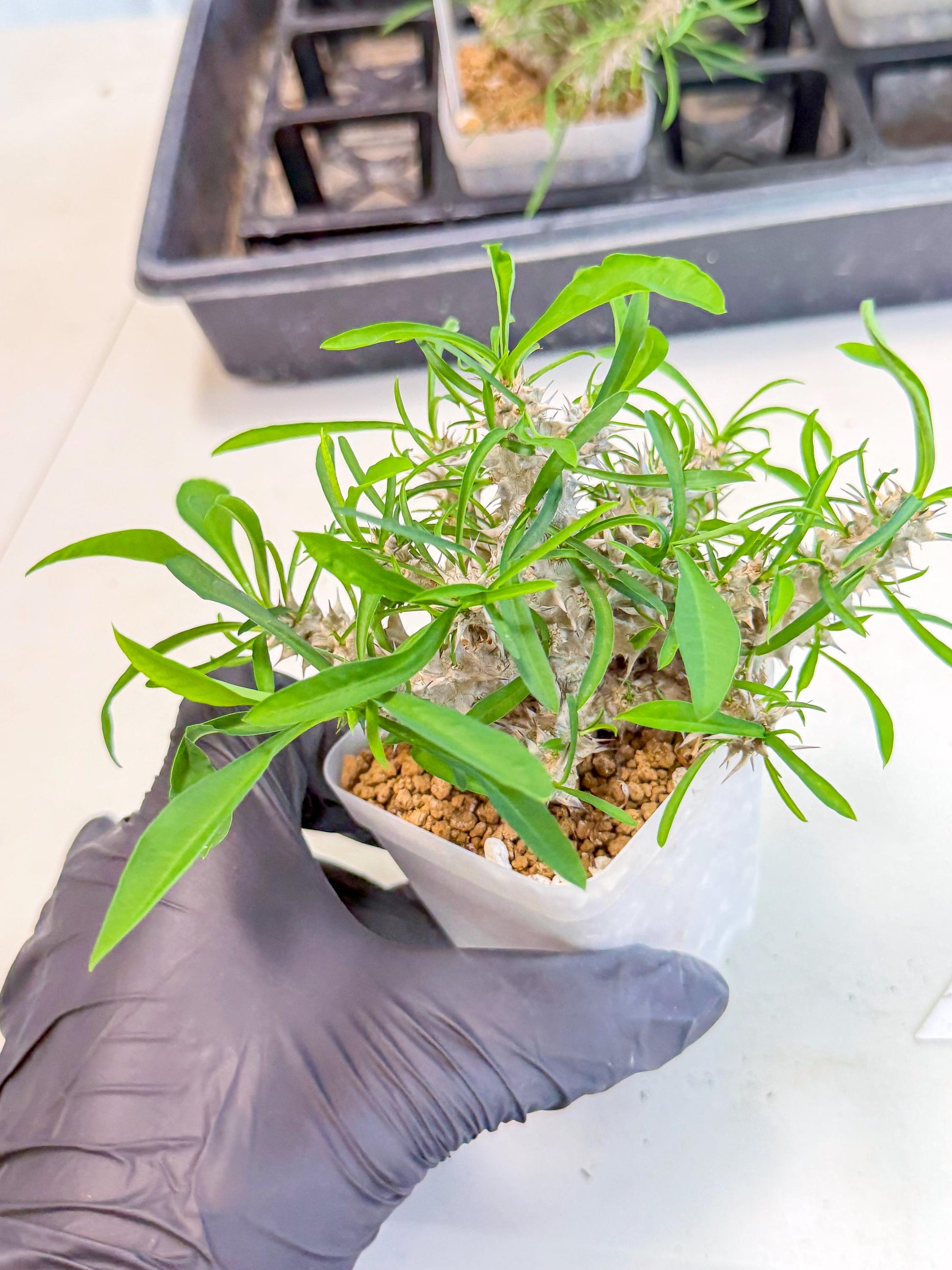 Euphorb Genoudiana (7) | imported Plants