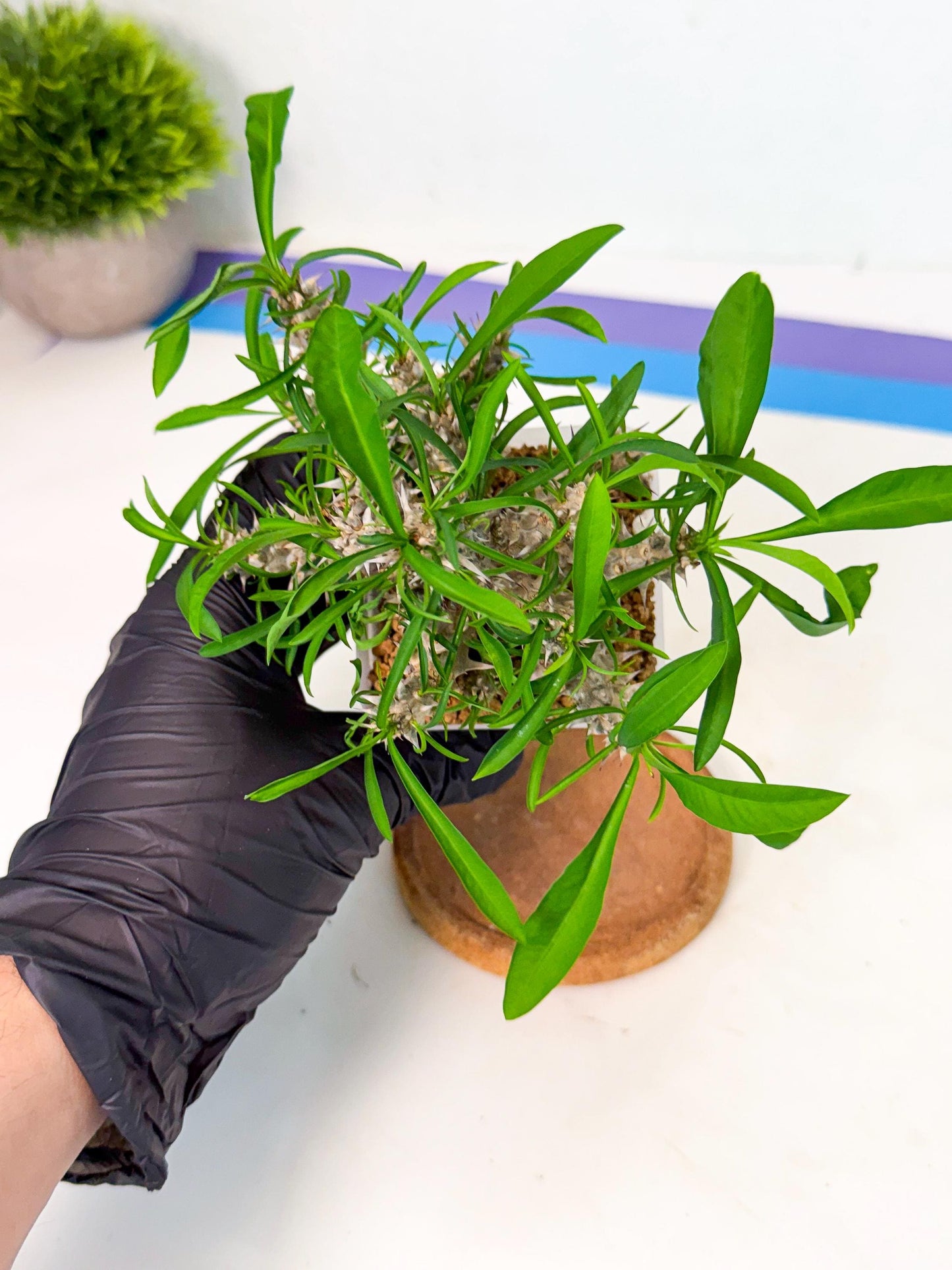 Euphorb Genoudiana (7) | imported Plants