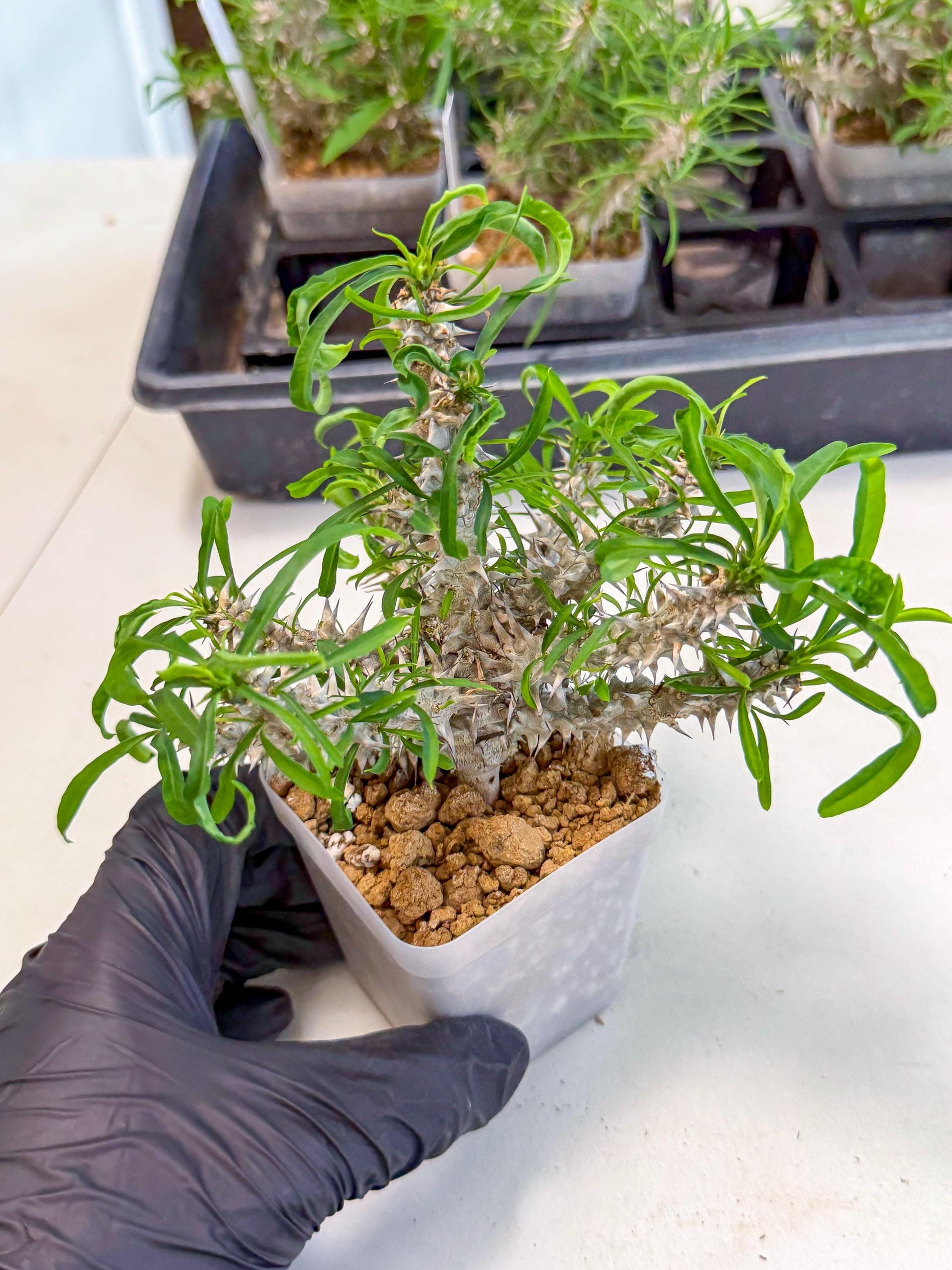Euphorb Genoudiana (8) | imported Plants