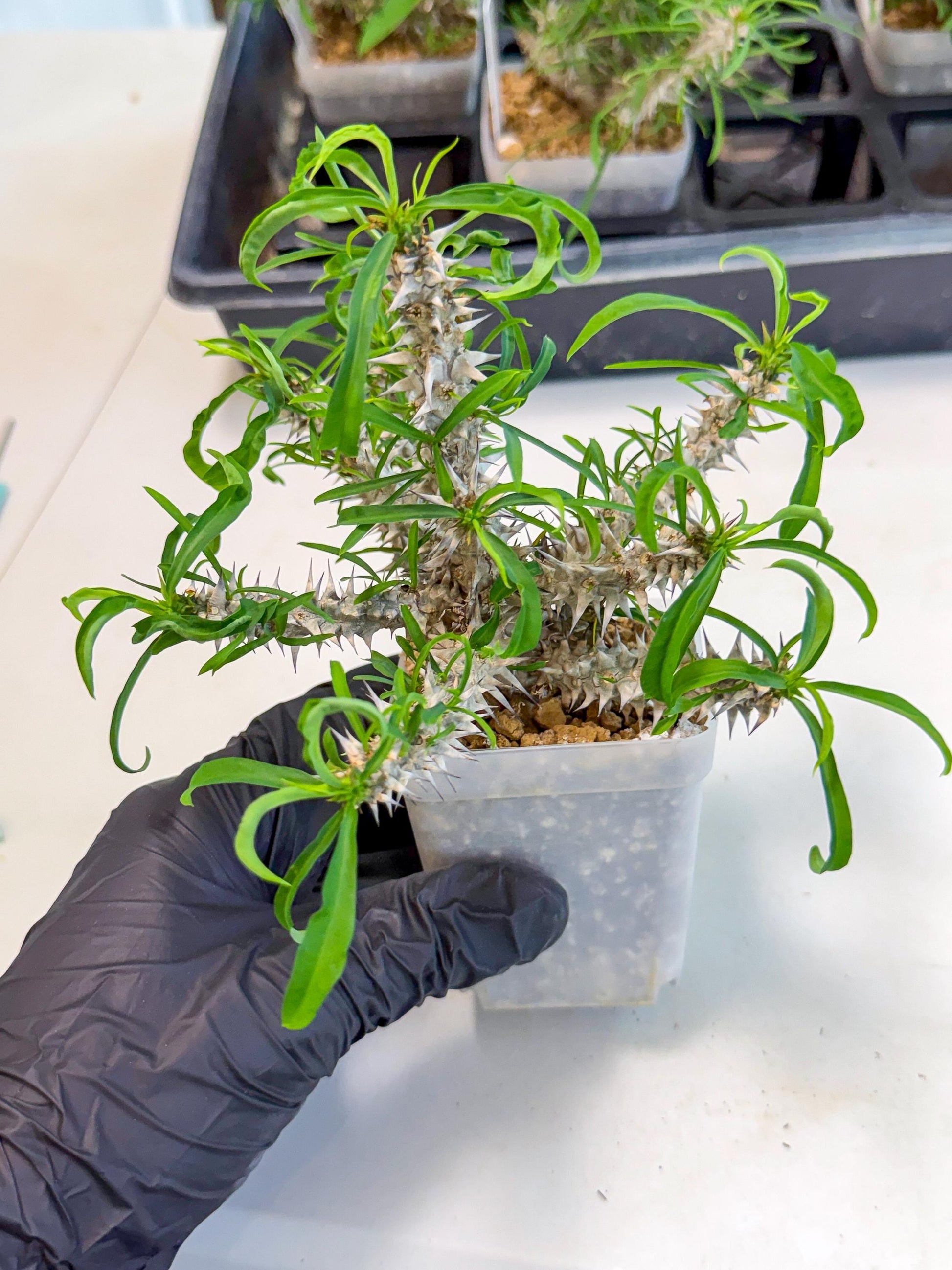 Euphorb Genoudiana (8) | imported Plants