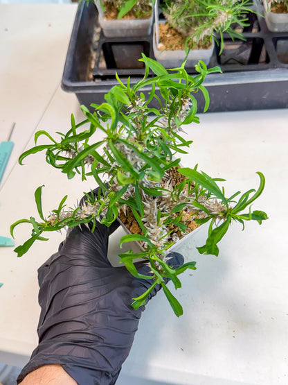 Euphorb Genoudiana (8) | imported Plants