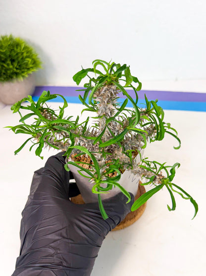 Euphorb Genoudiana (8) | imported Plants