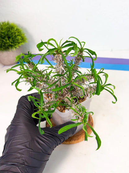 Euphorb Genoudiana (8) | imported Plants