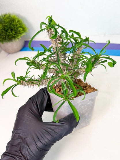 Euphorb Genoudiana (8) | imported Plants