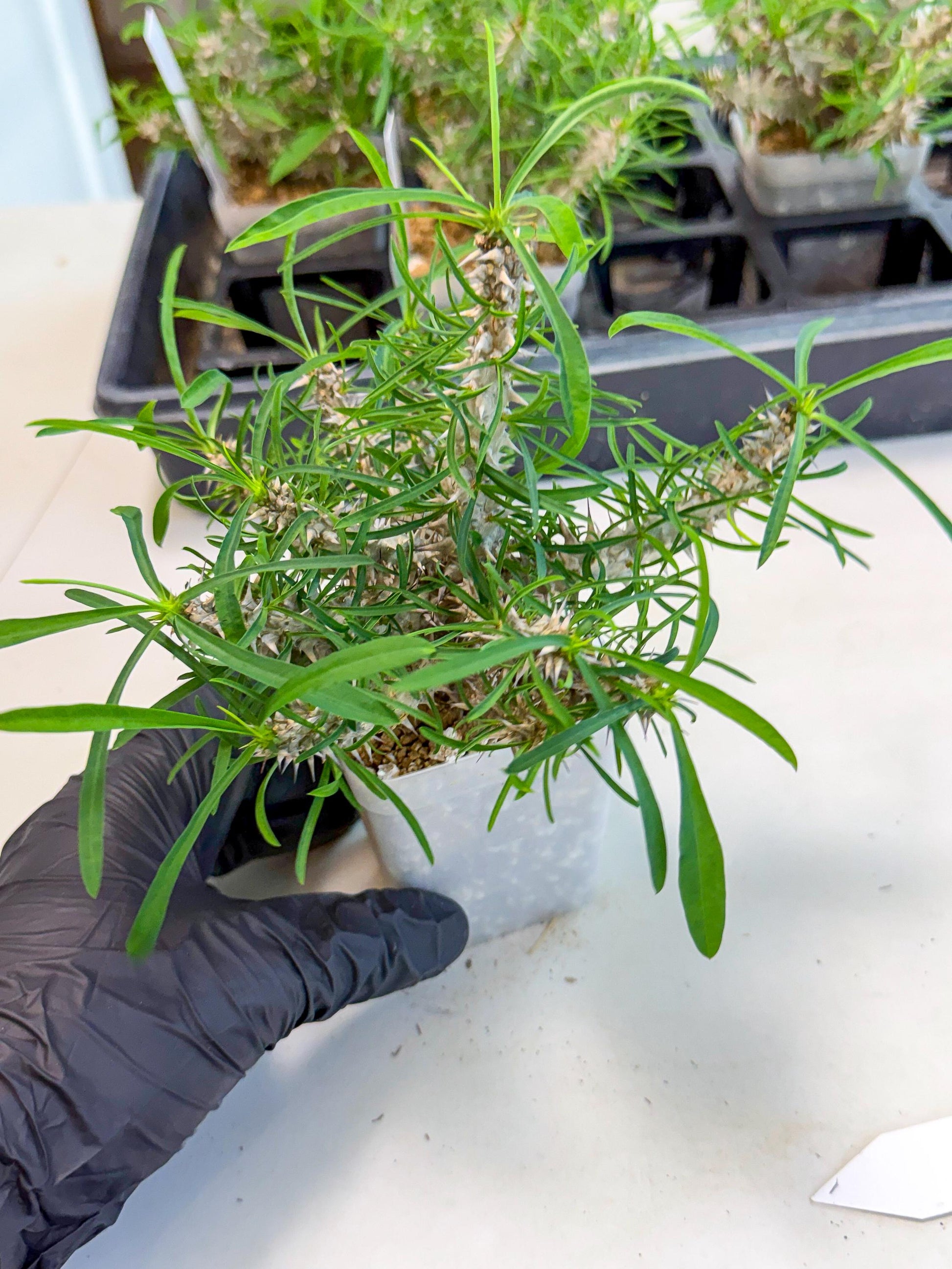 Euphorb Genoudiana (9) | imported Plants