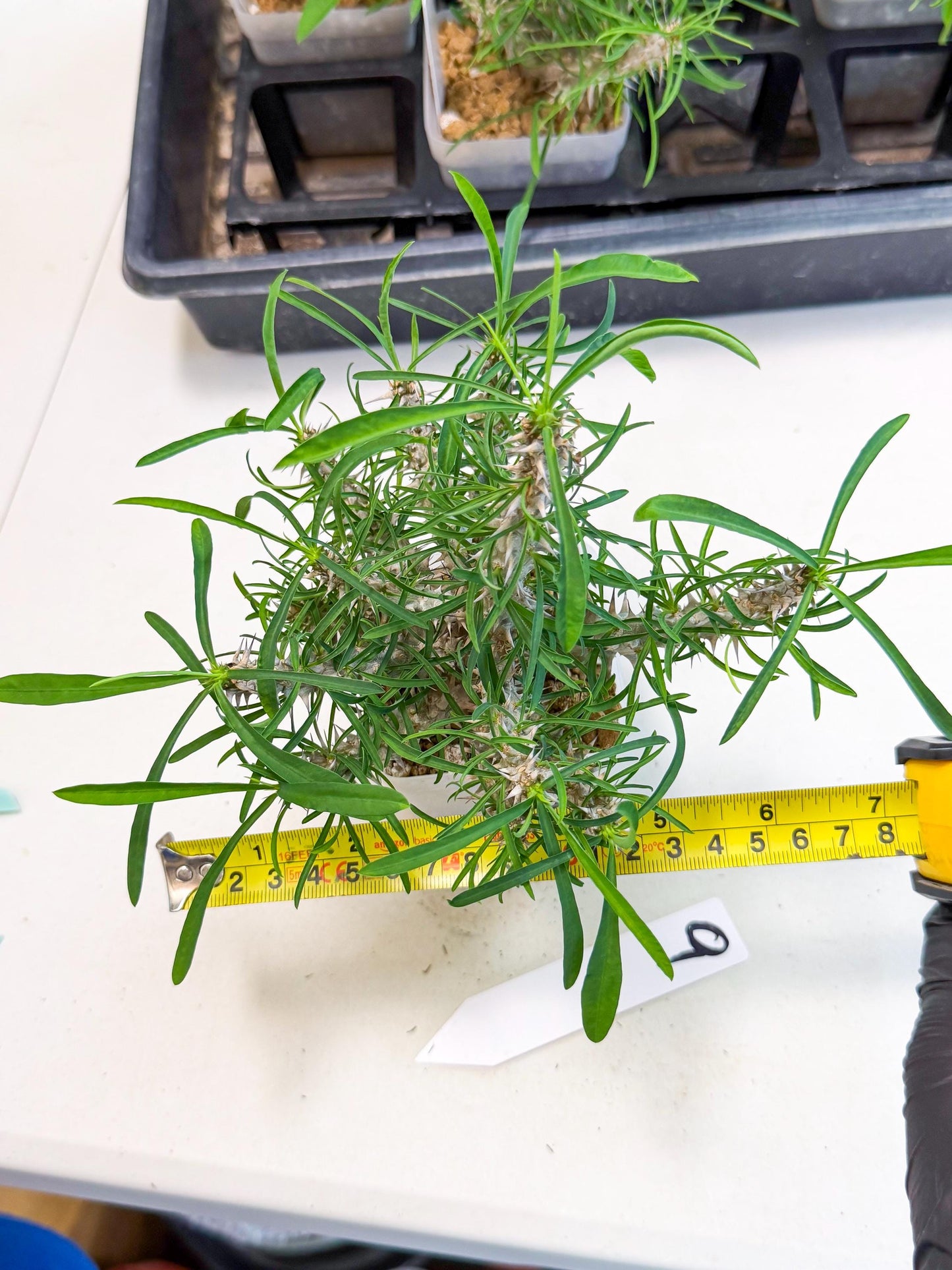 Euphorb Genoudiana (9) | imported Plants