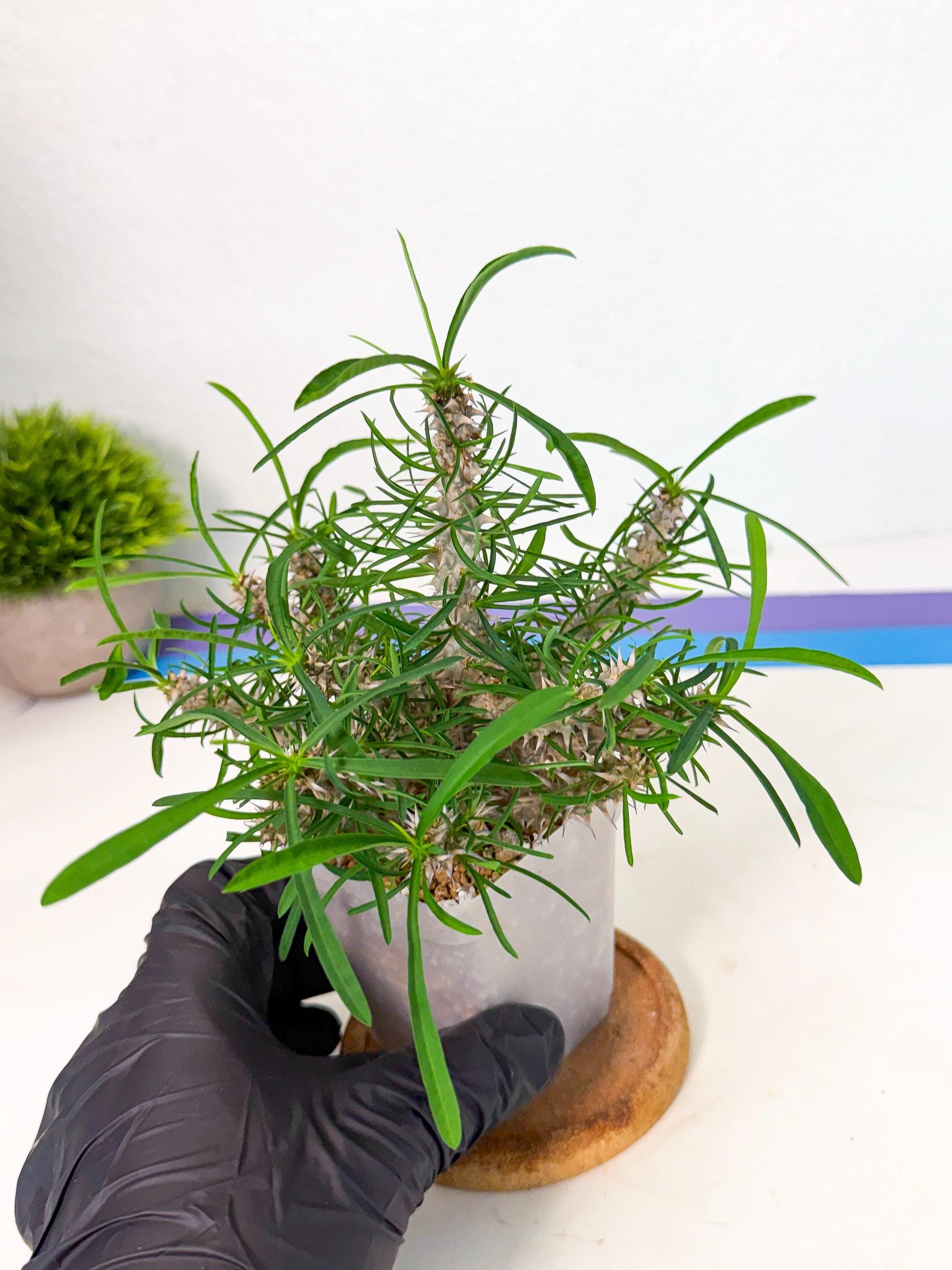 Euphorb Genoudiana (9) | imported Plants