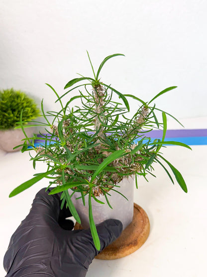 Euphorb Genoudiana (9) | imported Plants