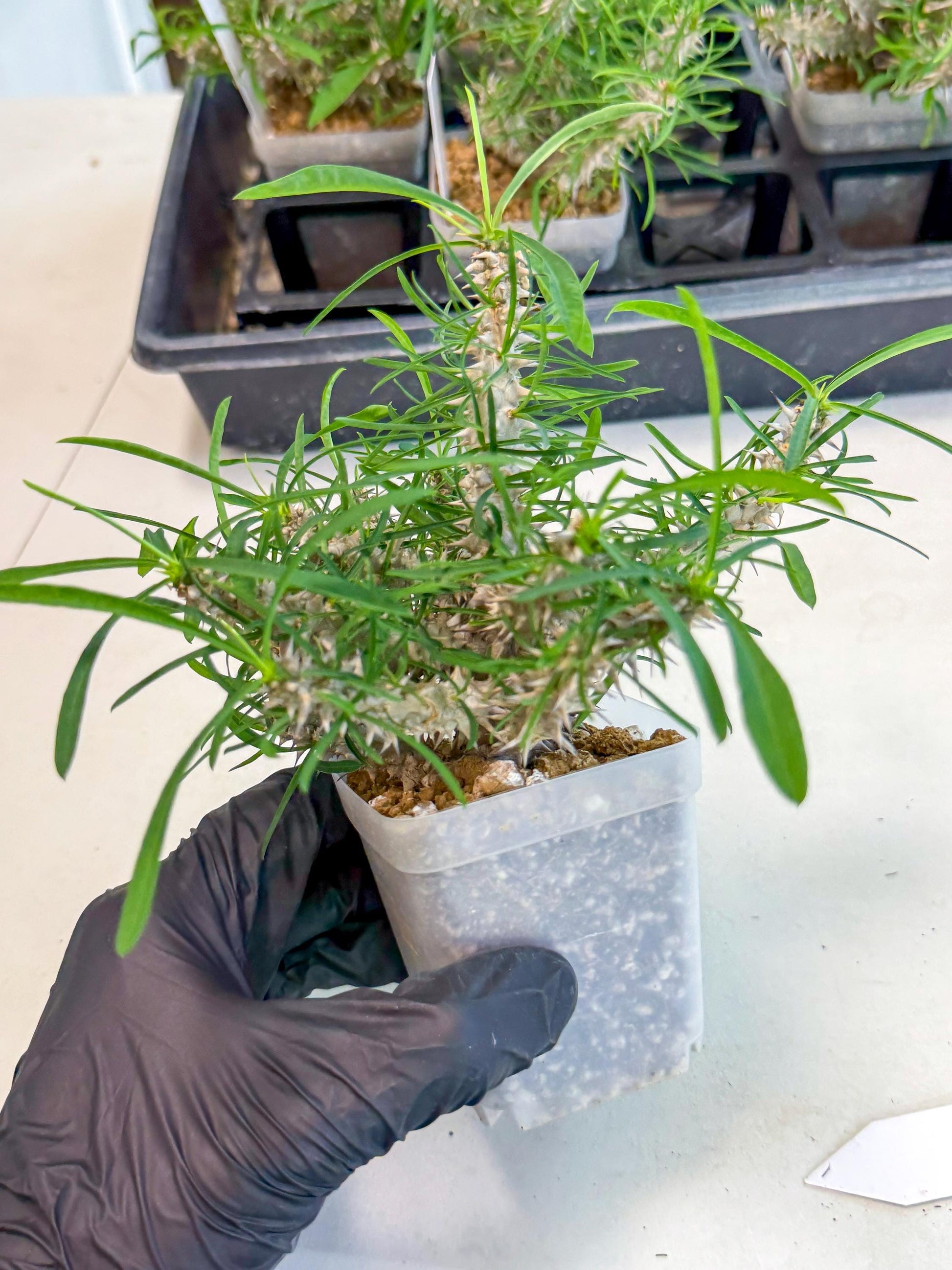 Euphorb Genoudiana (9) | imported Plants