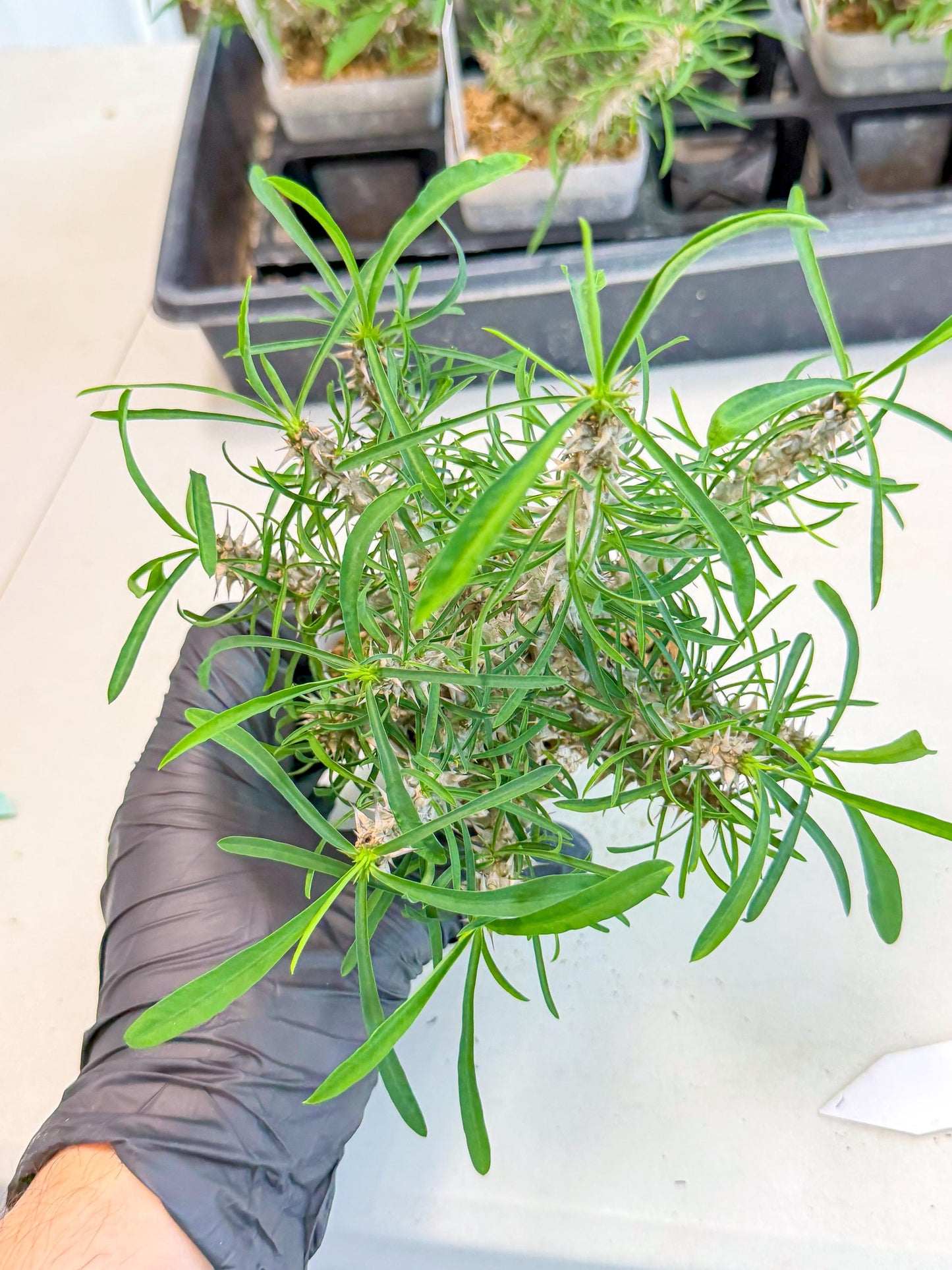 Euphorb Genoudiana (9) | imported Plants