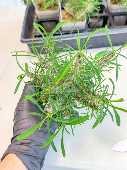 Euphorb Genoudiana (9) | imported Plants