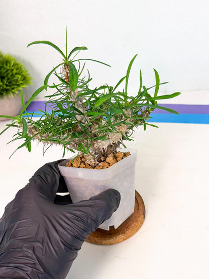 Euphorb Genoudiana (9) | imported Plants