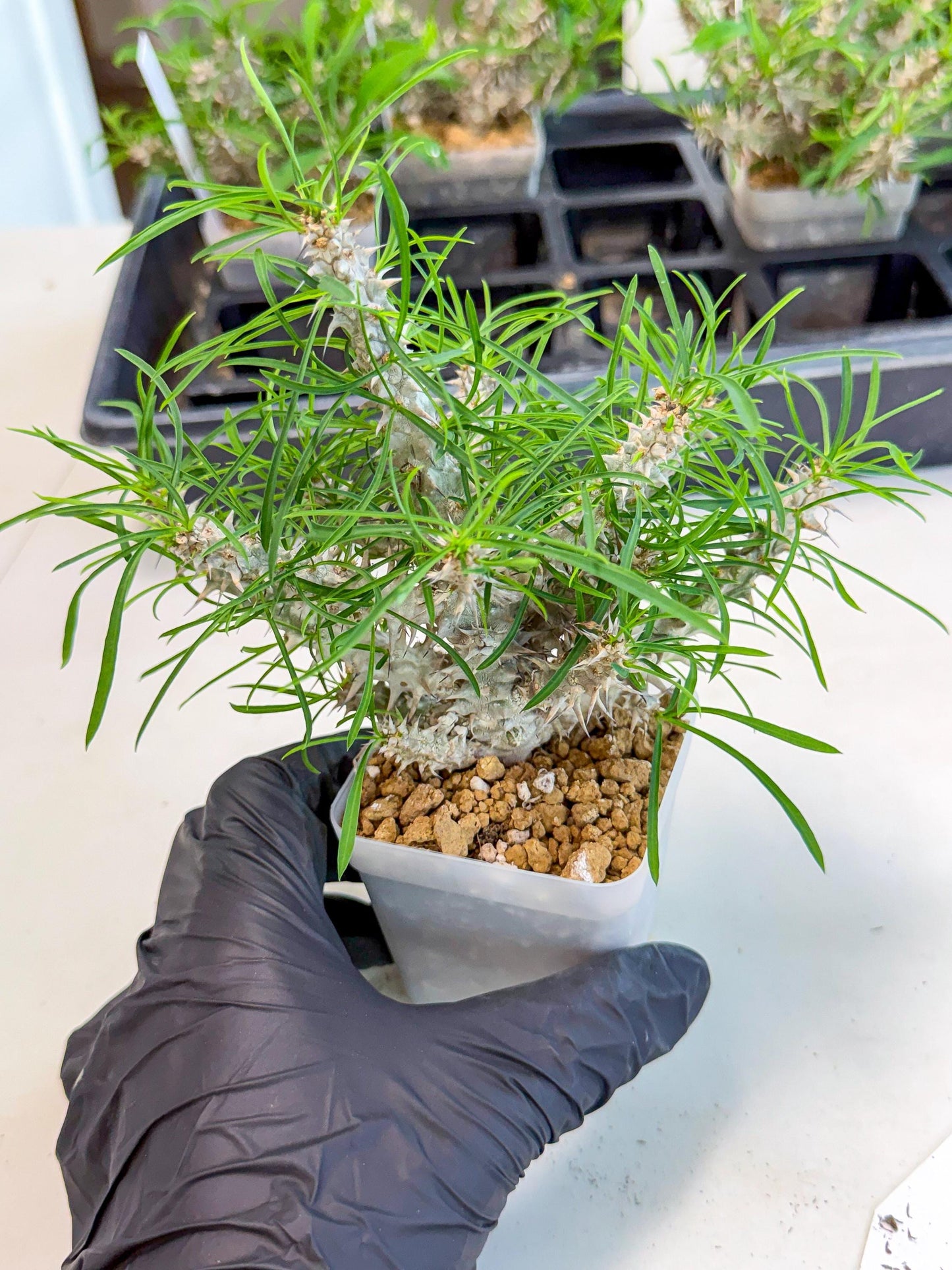 Euphorb Genoudiana (10) | imported Plants