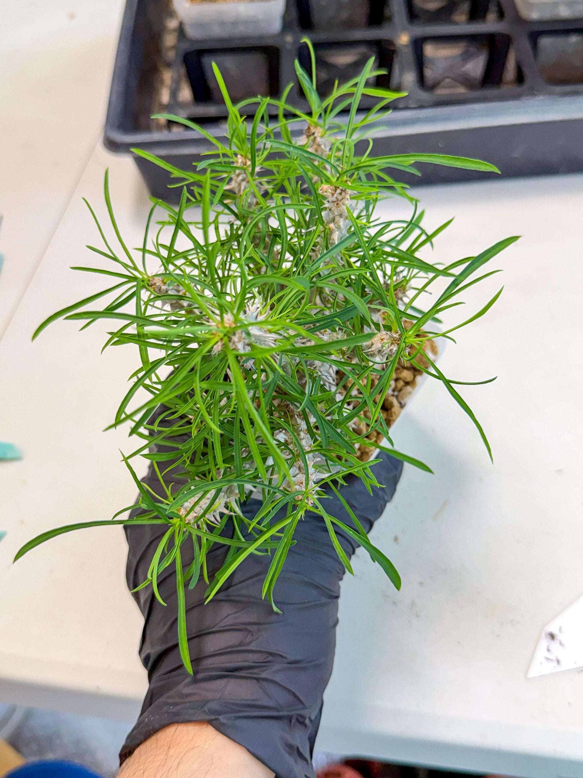 Euphorb Genoudiana (10) | imported Plants