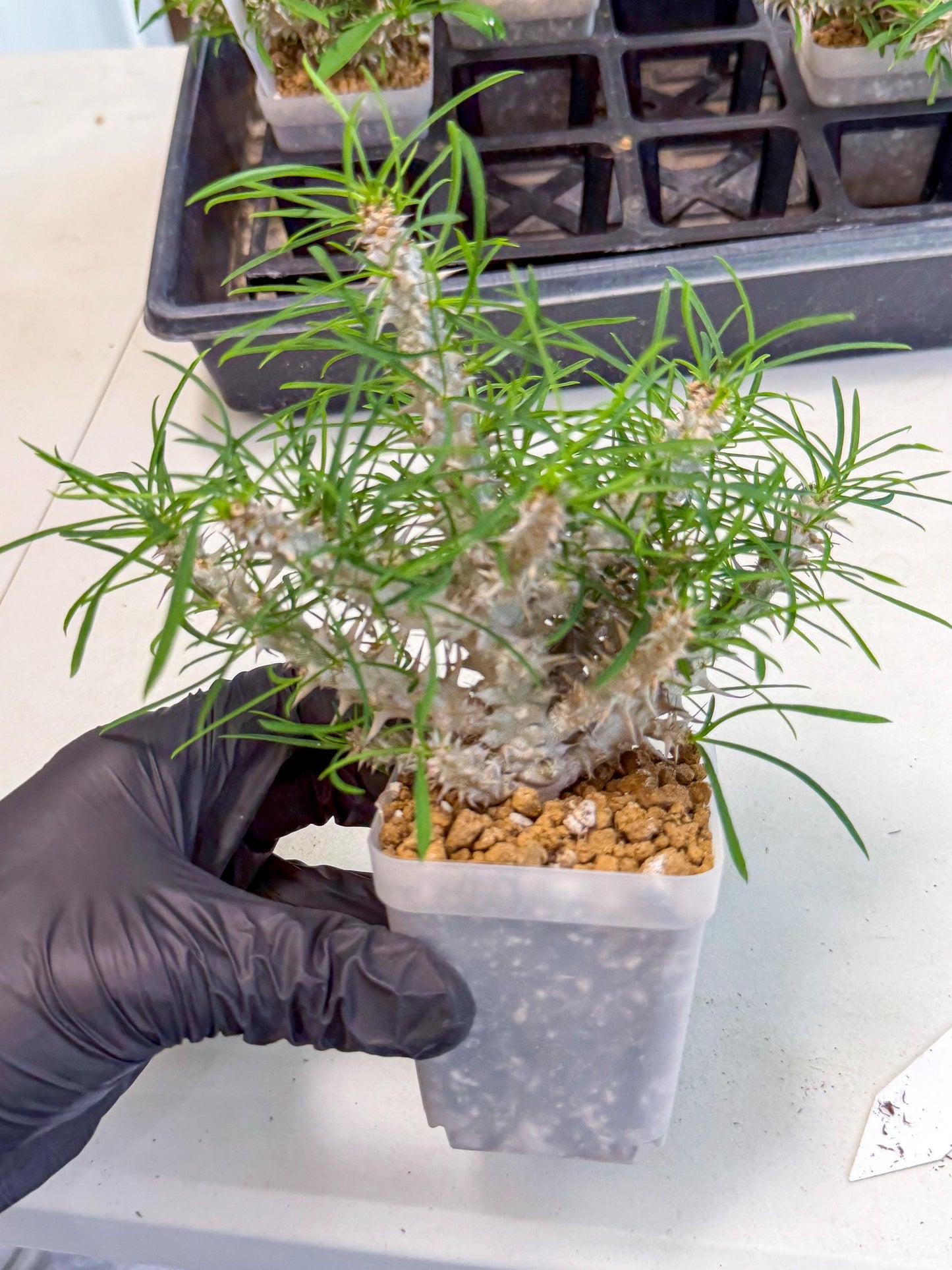 Euphorb Genoudiana (10) | imported Plants
