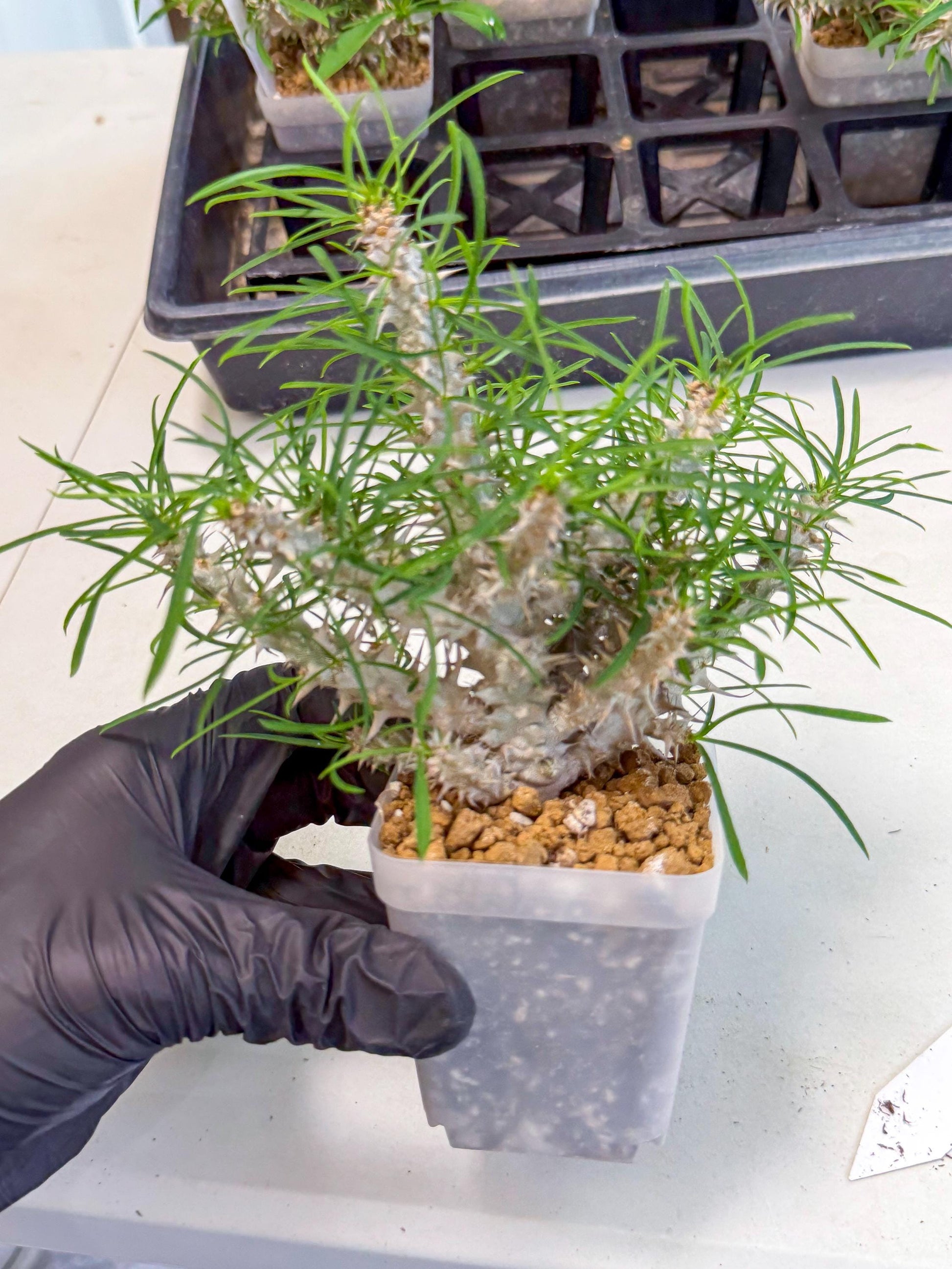 Euphorb Genoudiana (10) | imported Plants