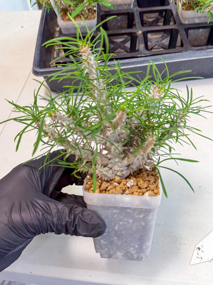 Euphorb Genoudiana (10) | imported Plants