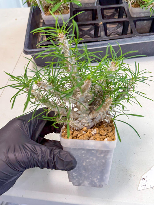 Euphorb Genoudiana (10) | imported Plants