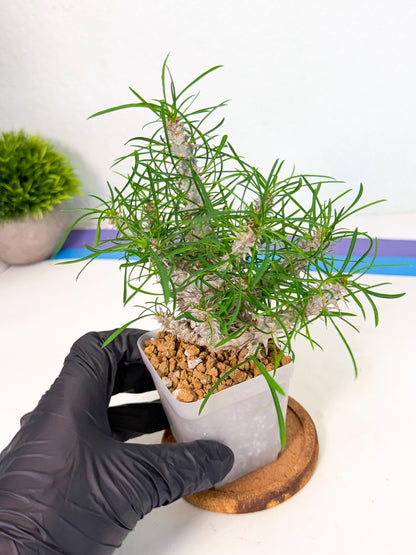 Euphorb Genoudiana (10) | imported Plants
