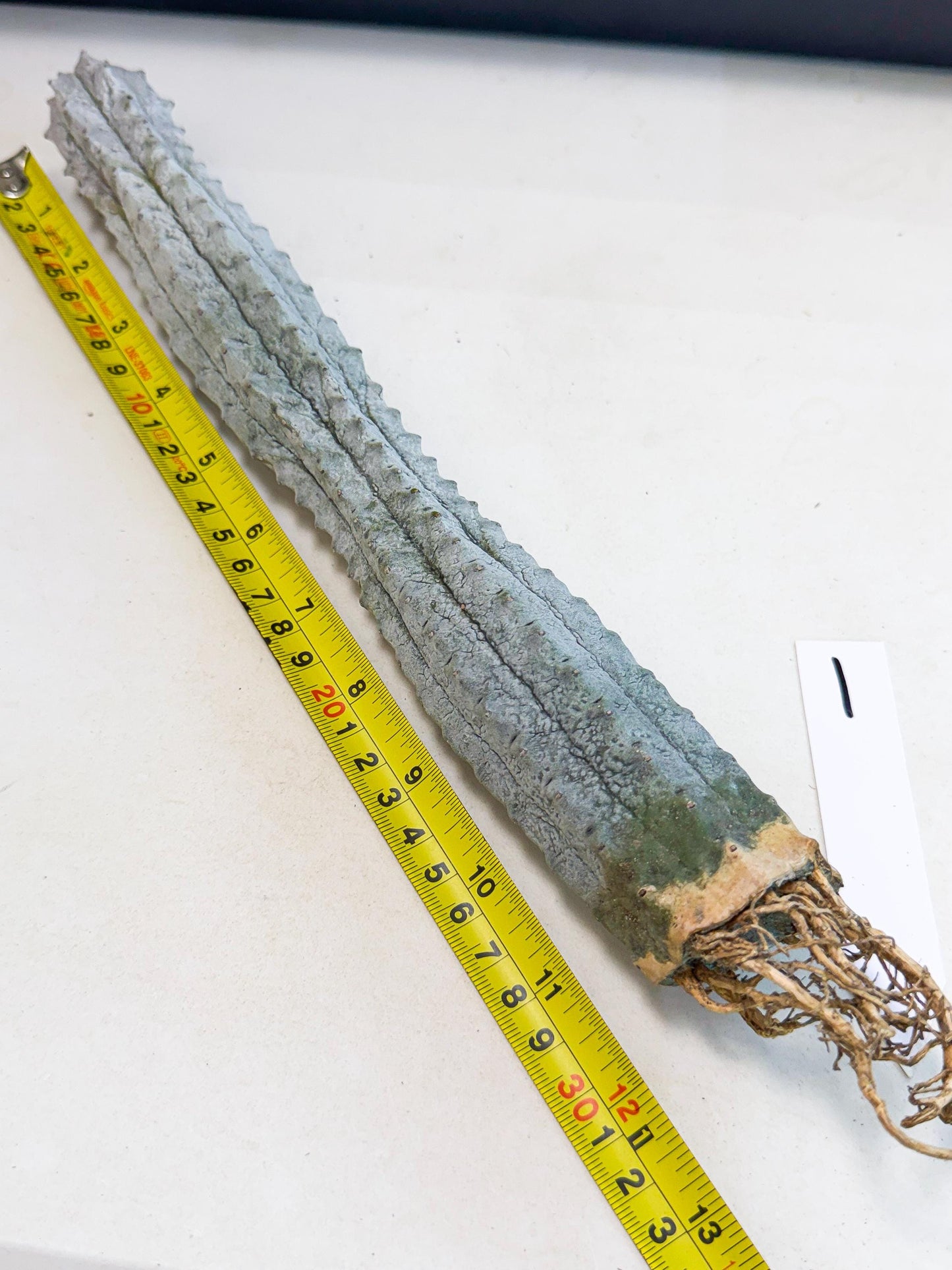 Long Abdelkuri (1) | Gray Succulent
