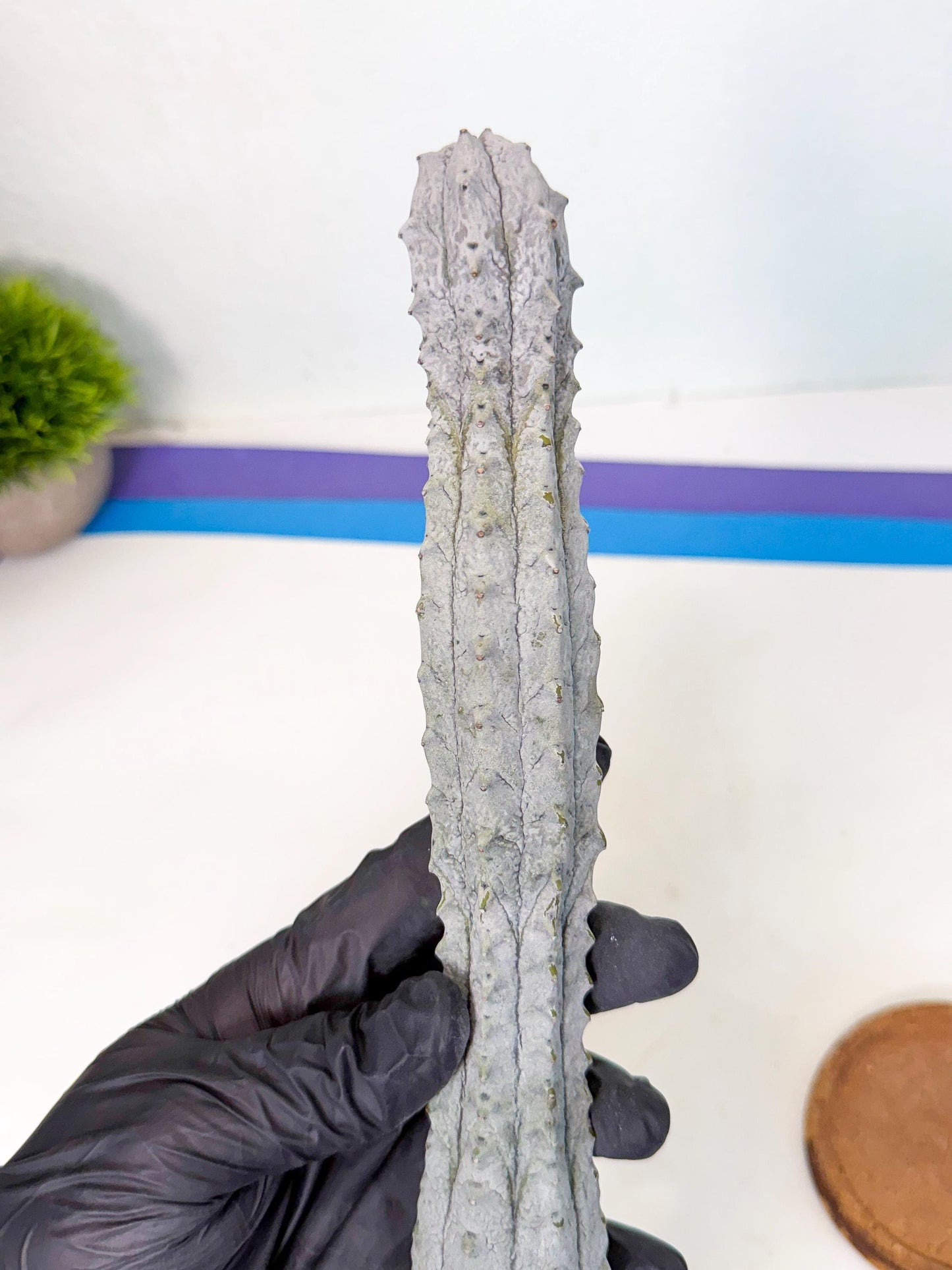 Long Abdelkuri (1) | Gray Succulent