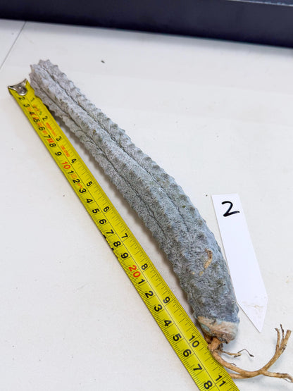 Long Abdelkuri (2) | Gray Succulent