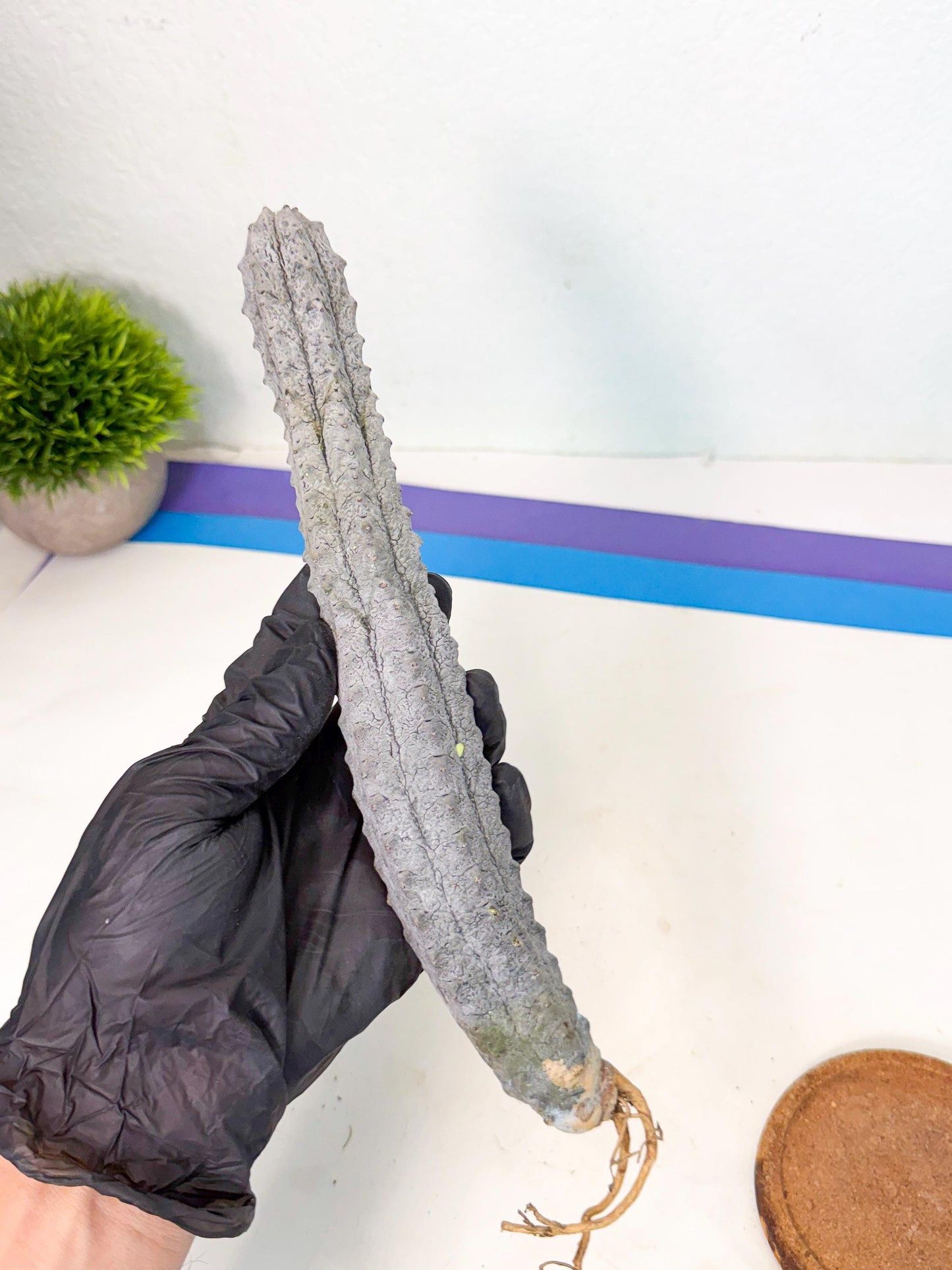 Long Abdelkuri (2) | Gray Succulent