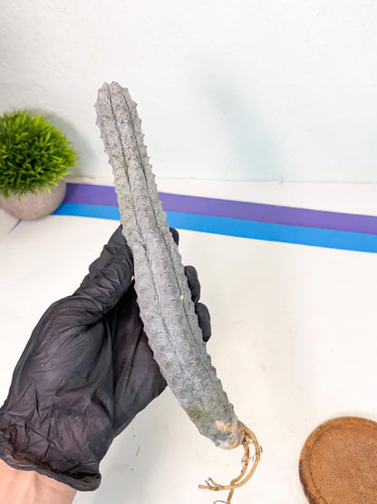 Long Abdelkuri (2) | Gray Succulent