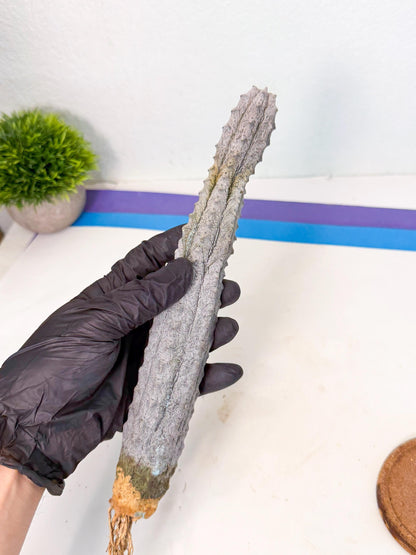 Long Abdelkuri (3) | Gray Succulent