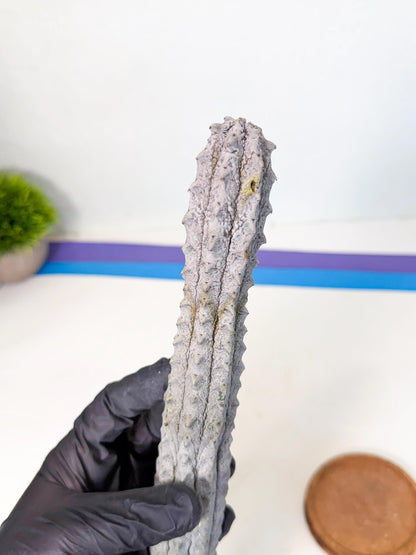 Long Abdelkuri (4) | Gray Succulent