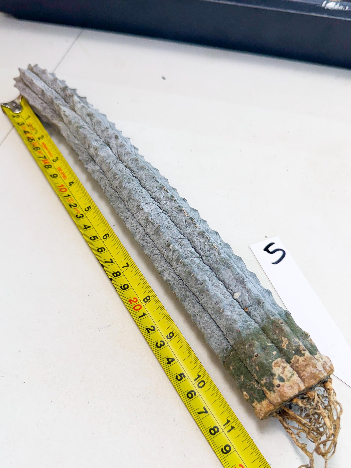 Long Abdelkuri (5) | Gray Succulent
