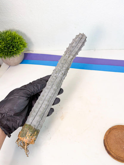 Long Abdelkuri (5) | Gray Succulent
