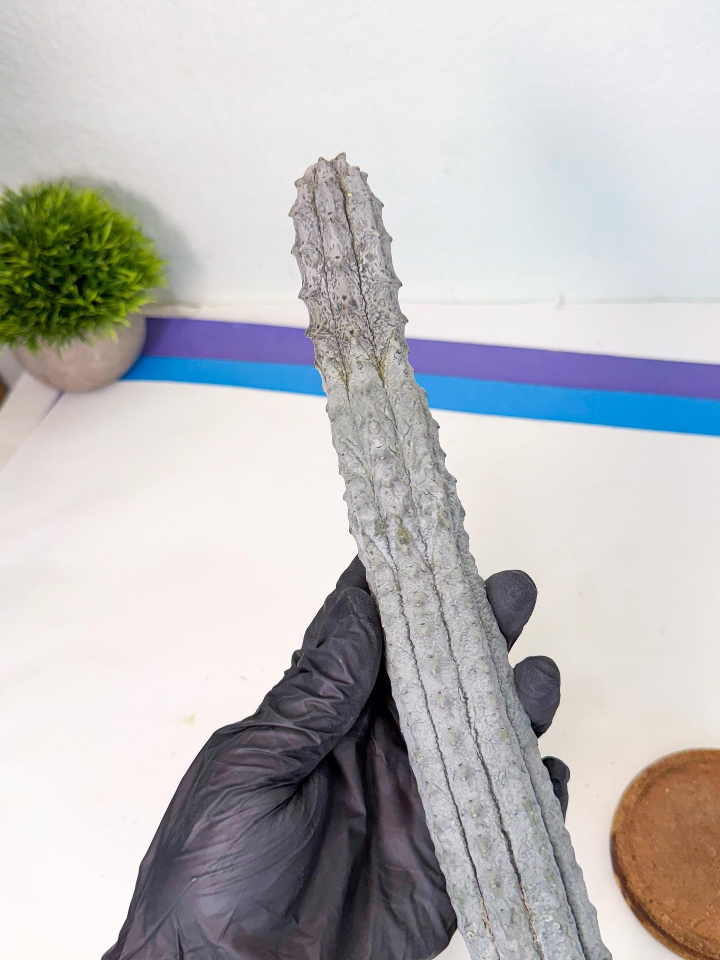 Long Abdelkuri (5) | Gray Succulent