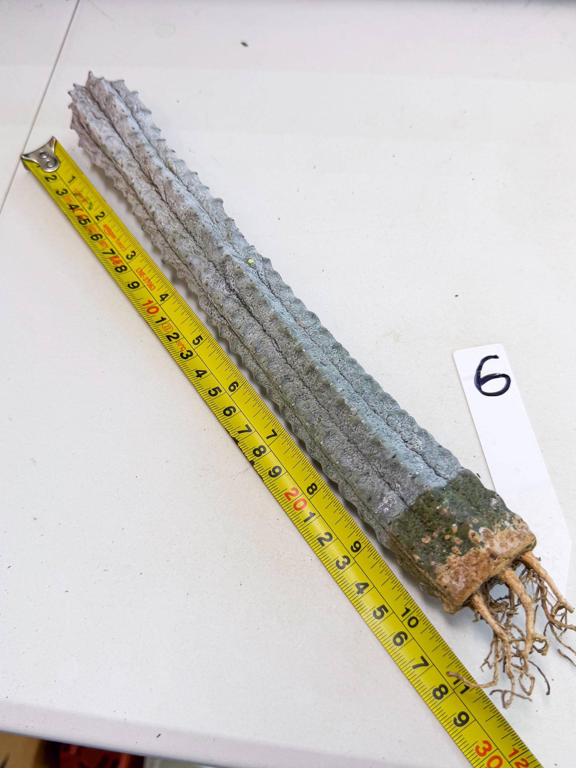 Long Abdelkuri (6) | Gray Succulent