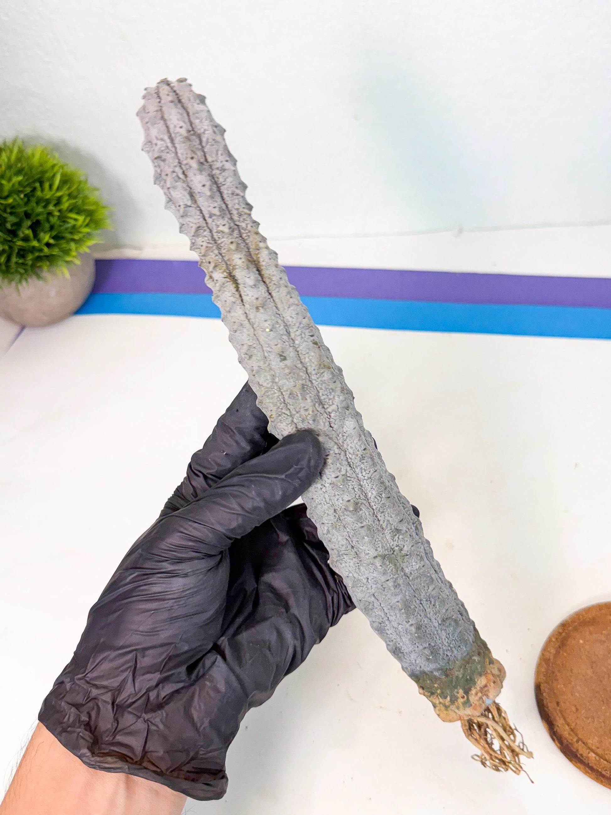 Long Abdelkuri (7) | Gray Succulent