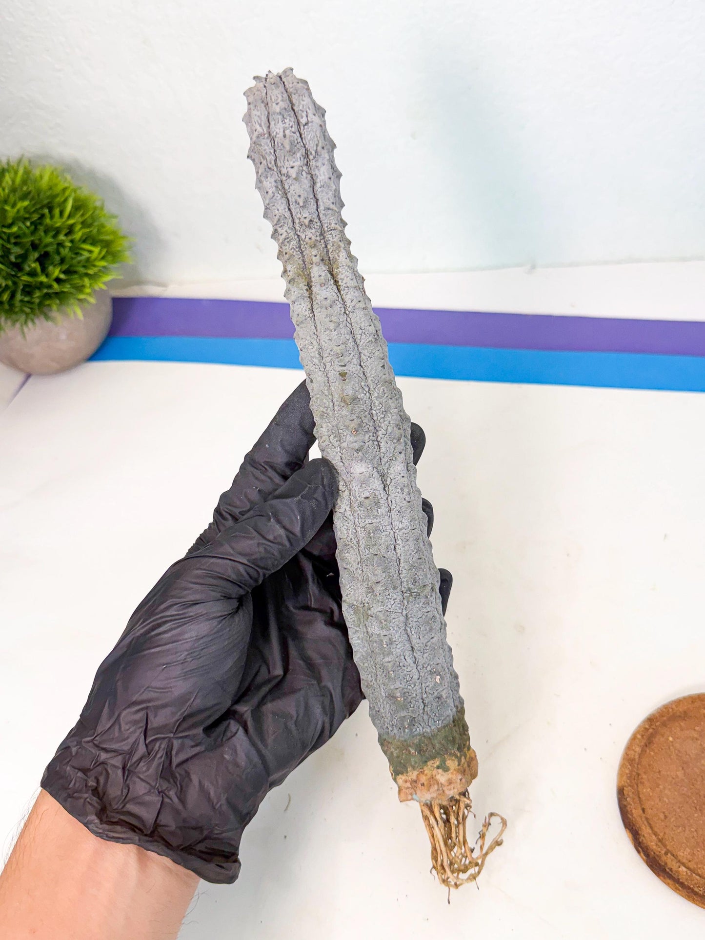 Long Abdelkuri (7) | Gray Succulent