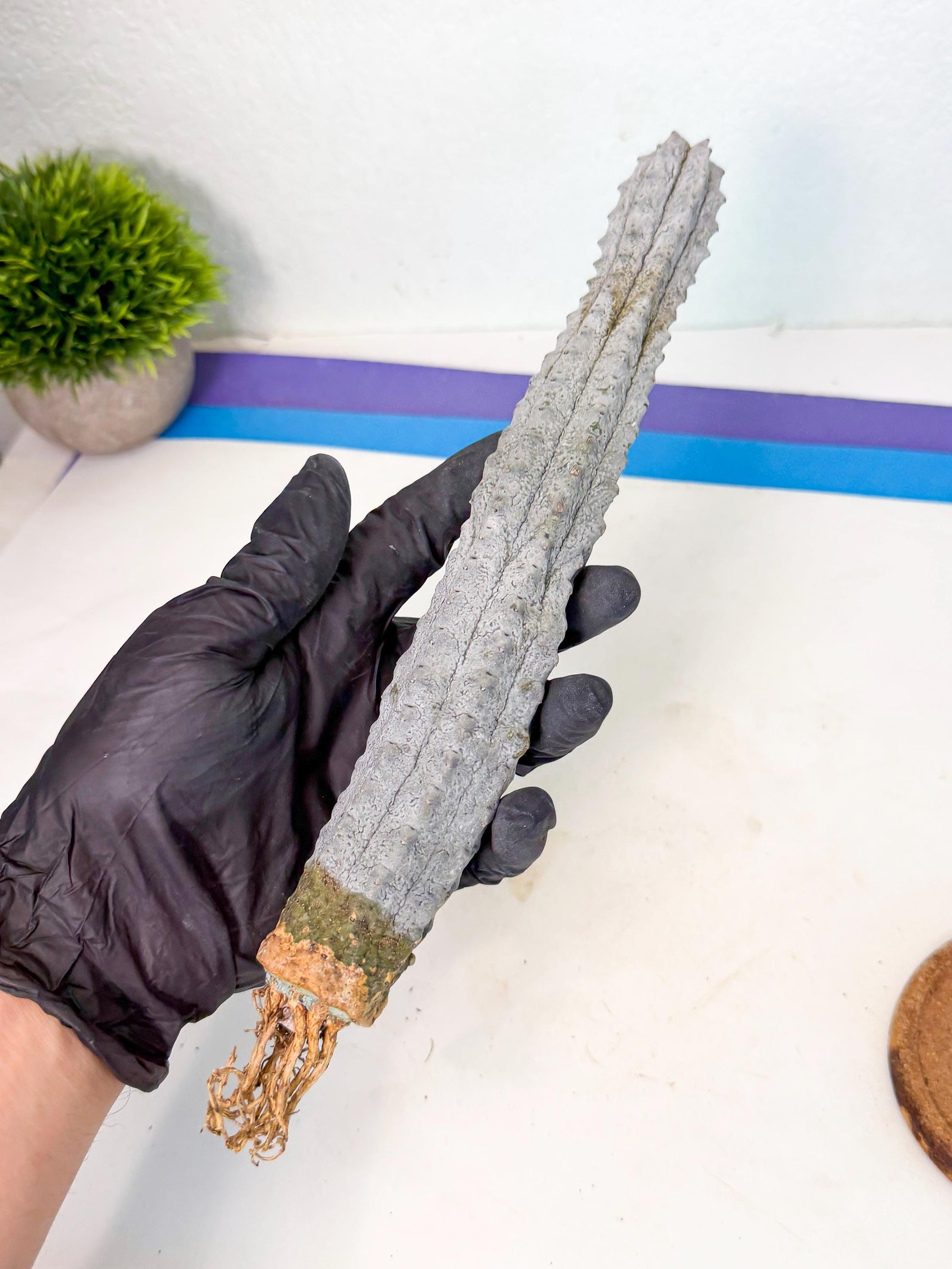 Long Abdelkuri (7) | Gray Succulent