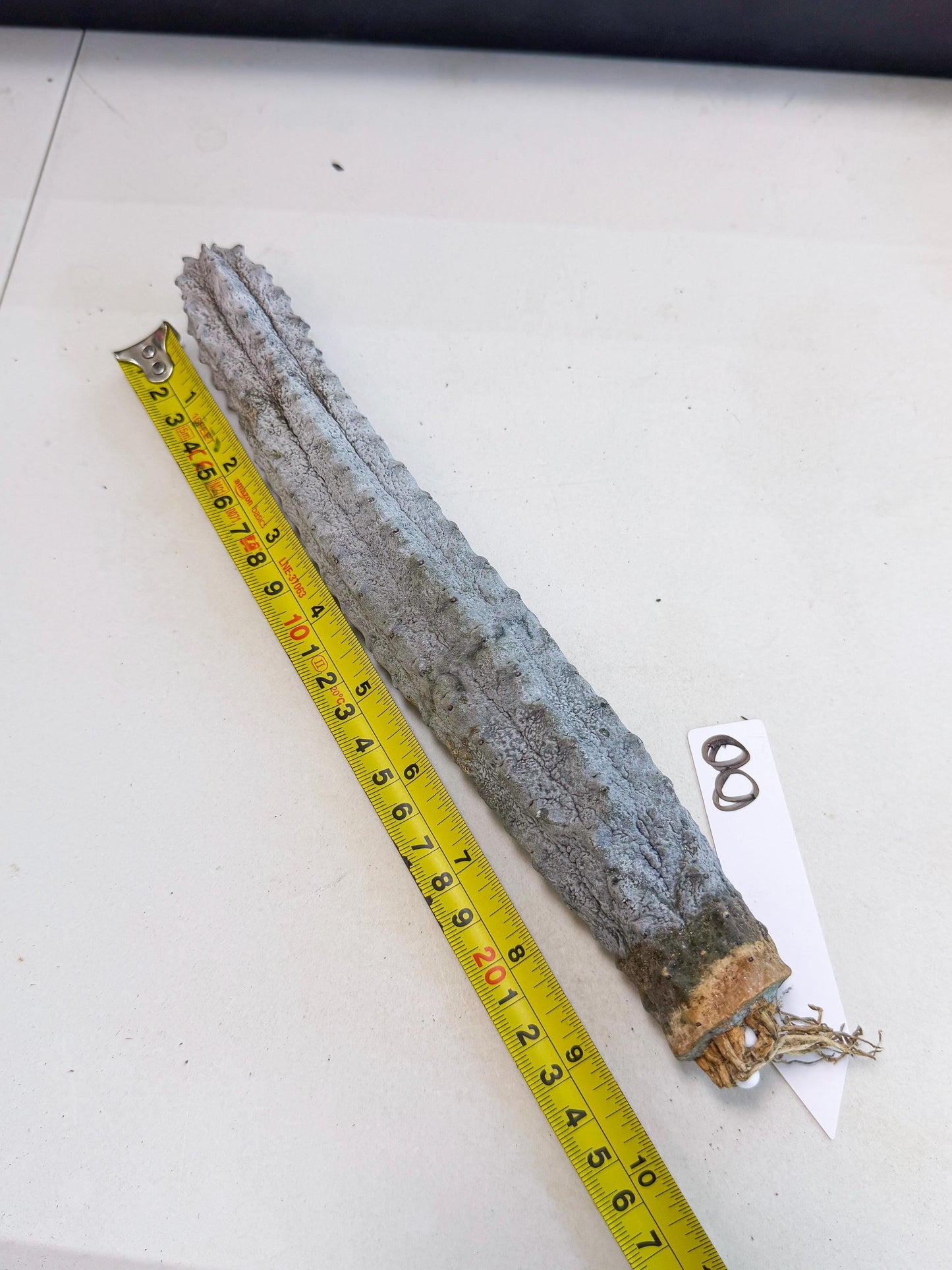 Long Abdelkuri (8) | Gray Succulent