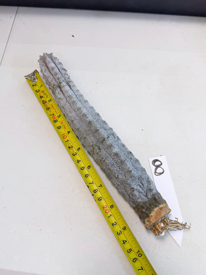 Long Abdelkuri (8) | Gray Succulent