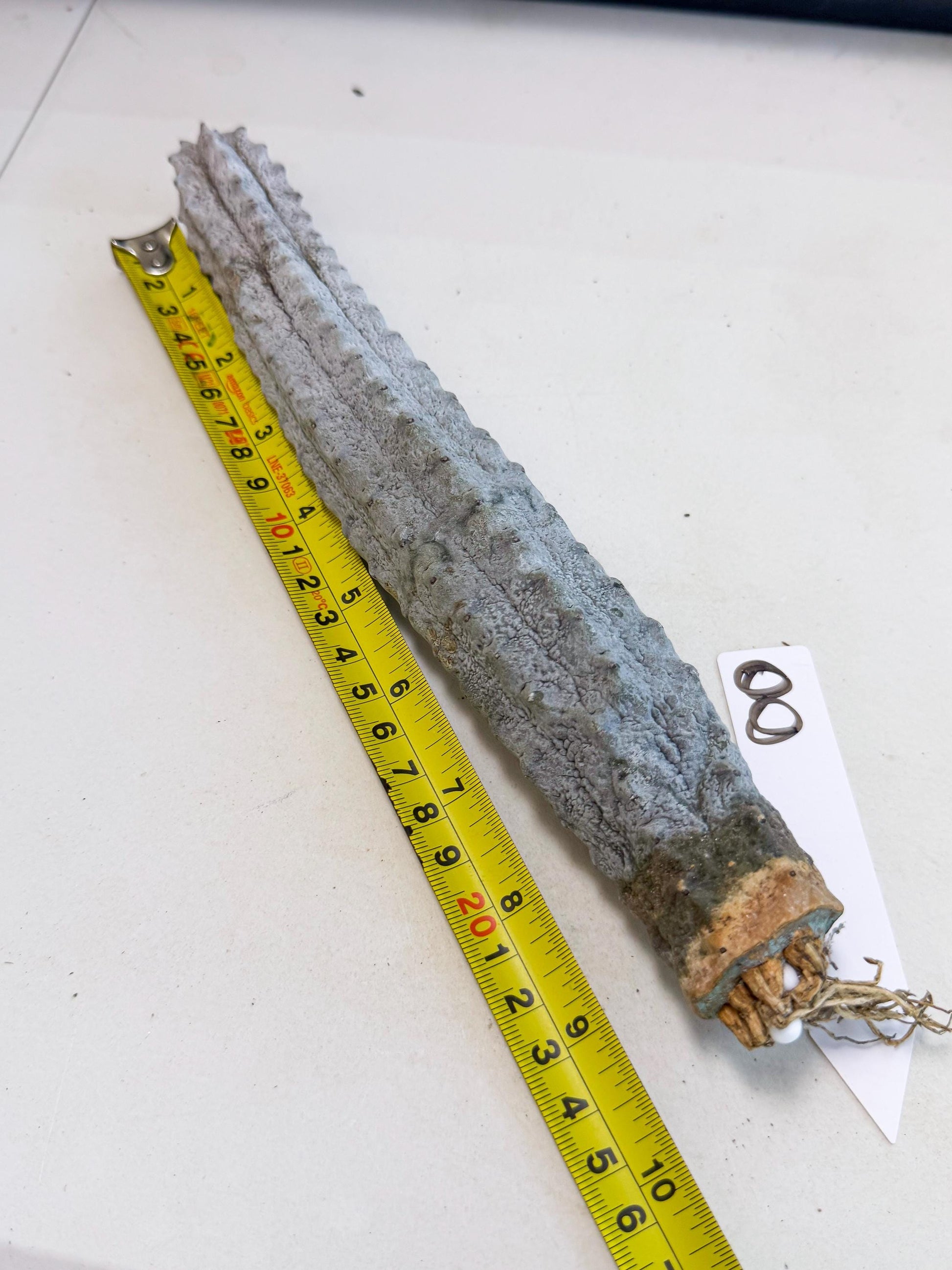 Long Abdelkuri (8) | Gray Succulent