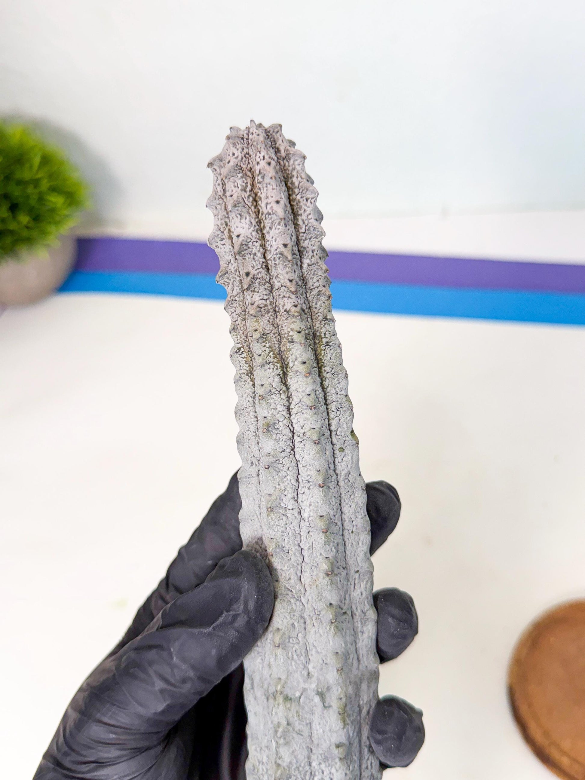 Long Abdelkuri (8) | Gray Succulent