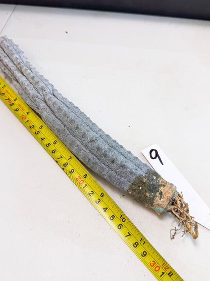 Long Abdelkuri (9) | Gray Succulent