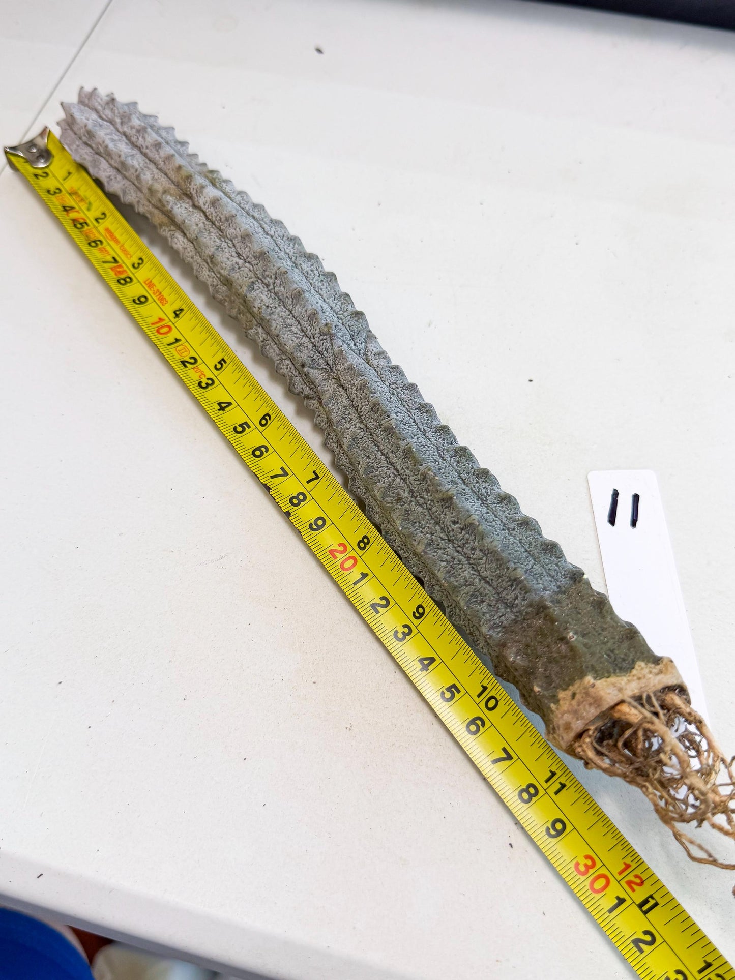 Long Abdelkuri (11) | Gray Succulent