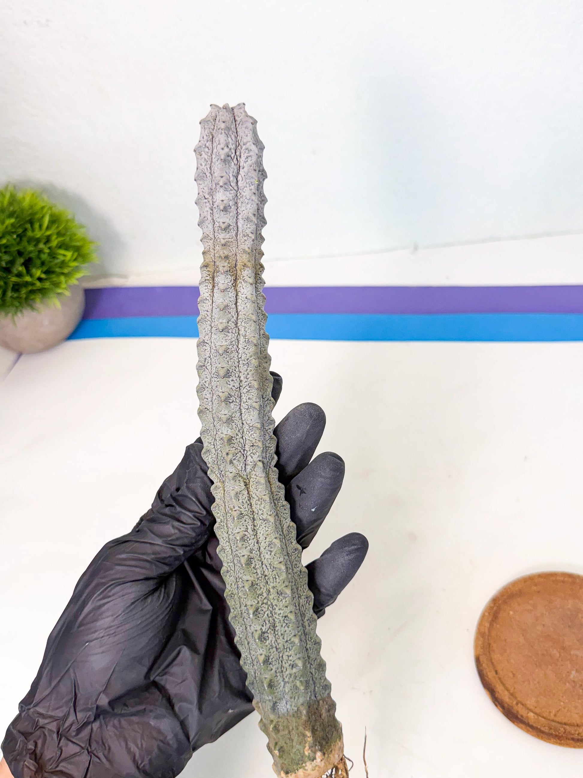 Long Abdelkuri (11) | Gray Succulent