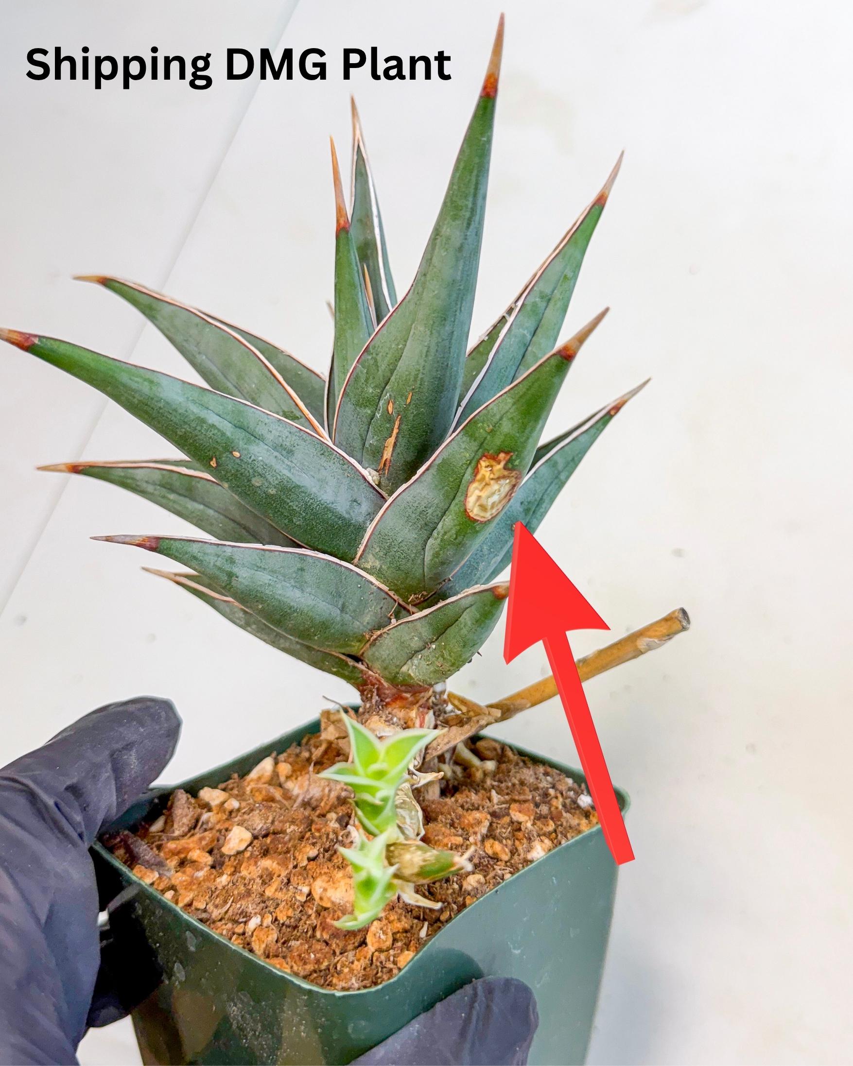 Sansevieria Pinguicula XL | Walking Sansevieria