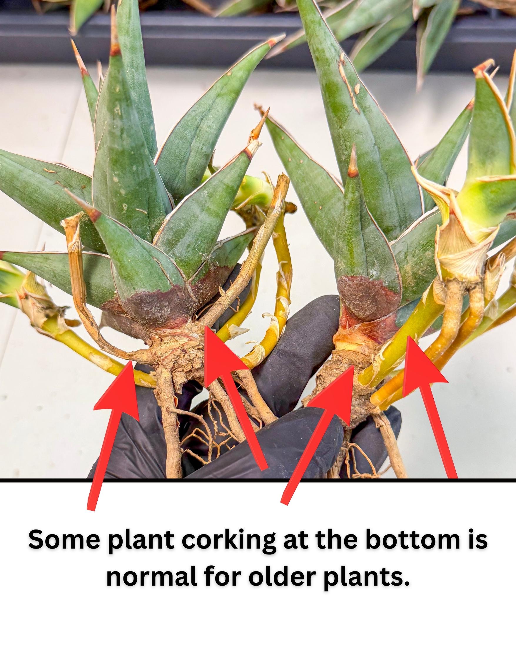 Mature Sansevieria Pinguicula XL | Guarantee with PUPS!!!